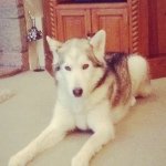 Rocky Watson - @mr_rocky_thehusky - Instagram