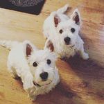 Teddy And Rocky Watson - @thewatsonwesties - Instagram