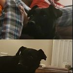 Rocky Shnoidal Webb - @rocky_the_dog_0104 - Instagram