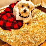 Rocky - @the_rocky_webb - Instagram
