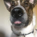 rocky webb - @rocky_the_puppers - Instagram