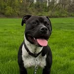 Rocky Weber🐾 - @rocky_the_dawg3 - Instagram