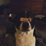 Rocky Weber - @rocky_moo_cow - Instagram