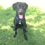 Rocky Weber - @wild_black_lab - Instagram