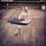 Rocky & Willis - @rocky_and_willis - Instagram