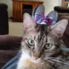 rockywillis1 - @rockywillis1 - TikTok