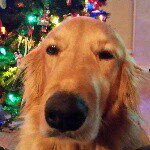 Rod Bailey - @rod_bailey - Instagram