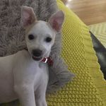 Rod Brown - @browndog1975 - Instagram