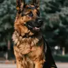 Rod Burns - @rod.burns6 - TikTok