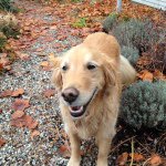 Rod Butters - @chefrodbutters - Instagram