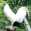 Rod Chavez - @rod.chavez1 - TikTok