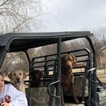 Tank, Chewy, Milo, & Ram🐶 - @rodlundpups - Instagram