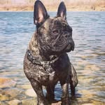 Rod Pearson - @ridgebackrod - Instagram