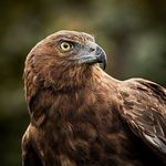 Rod Schultz - @yowie72 - Instagram