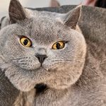 Miau British 🎩 RODOLFO, CALVIN e CATARINA 🎀 - @rodolfo__britishshorthair - Instagram
