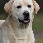 ℭ𝔞𝔪𝔦𝔩𝔩𝔞 - @rodstar_rocks_labradors - Instagram