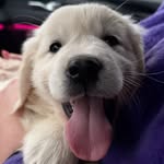 Roderick the Golden Retriever - @roderick_van_het_wooldrik - Instagram