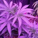Rodney Lee Aldrich Jr. - @aldrichjr.rodney - Instagram