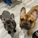 Bear & Rodney 🐻 - @bearrodneyfrenchie20 - Instagram