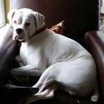 Rodney Belding - @rodneybelding - Instagram