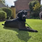 Rodney - @rodney_the_best_boy - Instagram