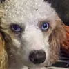 Rodney the best - @rod.best.367 - TikTok