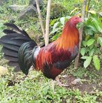 Rodney Calderón - Facebook