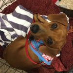 Rodney Dangerfield - @rodney_weiner_2013 - Instagram