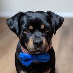 Rodney Dangerfield - @rodneydachsweiler - Instagram