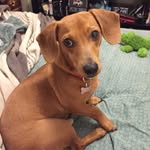 Rodney Dangerfield - @rod_the_wiener - Instagram