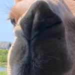 Rodney Dangerfield - @turnmeloose64 - Instagram