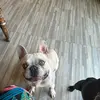 Rodney Dangerfield - @rodney.dangerfiel4 - TikTok