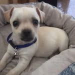 Rodney Dangerfield Chance - @rodneydangerfieldpupper - Instagram