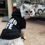 @rodney_dangerfield_jr - Instagram