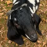 Rodney Donaldson  Tanner&Nicole Shoemaker - @hickorybranchfarm - Instagram