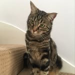 𝗥𝗼𝗱𝗻𝗲𝘆 𝗗𝗼𝗻𝗮𝗹𝗱𝘀𝗼𝗻-𝗕𝗹𝗶𝘀𝘀 - @rodney_the_tabbycat - Instagram