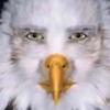 Rodney Eagle - @rodneyeagleofficial - TikTok