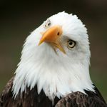 Rodney The Eagle - @rodneytheeagle - Instagram