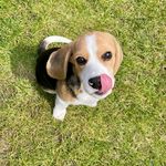 The Adventures of Rodney - @rodneysbeagleadventures - Instagram