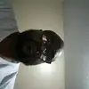 hotrod - @rodneygalloway3 - TikTok