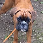 Rodney & Gary_boxer - @rodneyandgary_boxer - Instagram
