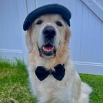 𝑹𝑶𝑫𝑵𝑬𝒀  🐾 | 𝐆𝐨𝐥𝐝𝐞𝐧 𝐑𝐞𝐭𝐫𝐢𝐞𝐯𝐞𝐫 - @rodneythegolden - Instagram