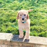 Rodney Blue - @rodneygoldendoodle - Instagram