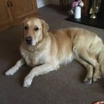 Rodney - @rodneythegoldenretriever - Instagram