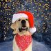 Rodney the Golden - Facebook