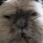 Rodney Hopper - @rodney_flufferball3000 - Instagram