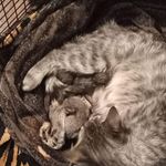 Rodney Jiles - @rodney.jiles.334 - Instagram