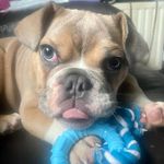 𝓡𝓸𝓭𝓷𝓮𝔂 𝓚𝓷𝓲𝓰𝓱𝓽 - @rodneybulldog06 - Instagram