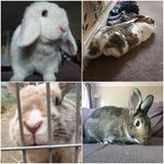 Peter/Benji/Rodney/Luke - @peter.benji.rodney.luke - Instagram