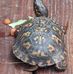 Rodney McLemore - Facebook